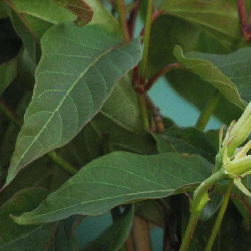 Mandevilla laxa - Chilenischer Jasmin (Laub)
