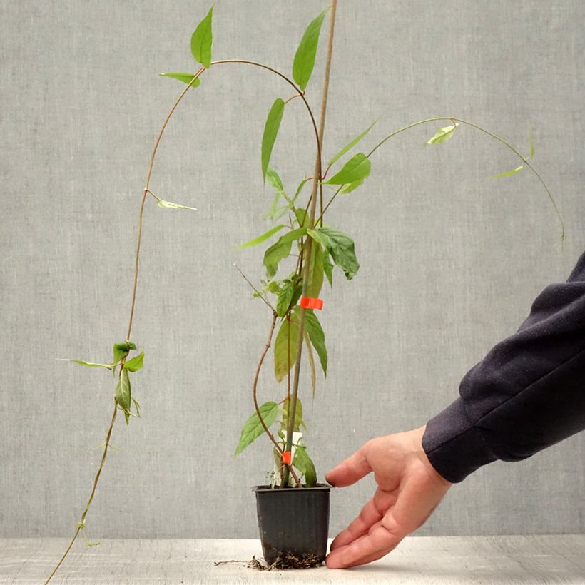 Exemplar von Mandevilla laxa - Chilenischer Jasmin Kleine Töpfe von 8/9 cm wie im Sommer geliefert