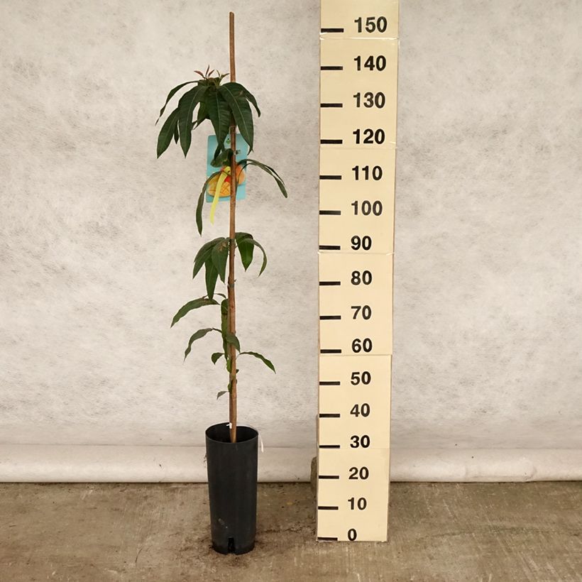 Exemplar von Mangifera indica - Mangobaum Topf mit 6L/7L wie im Sommer geliefert