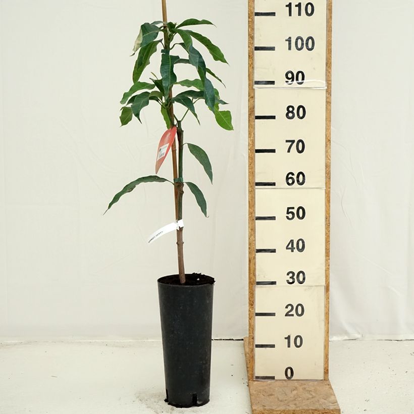 Exemplar von Mangobaum Irwin - Mangifera indica Topf mit 6L/7L wie im Sommer geliefert