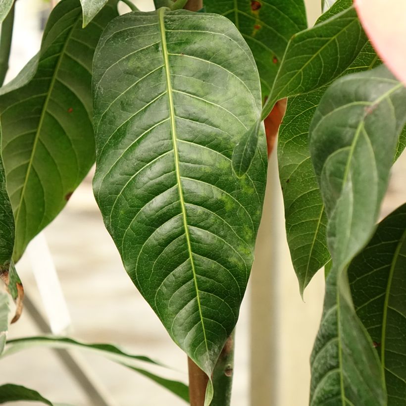 Mangobaum Keitt - Mangifera indica (Laub)