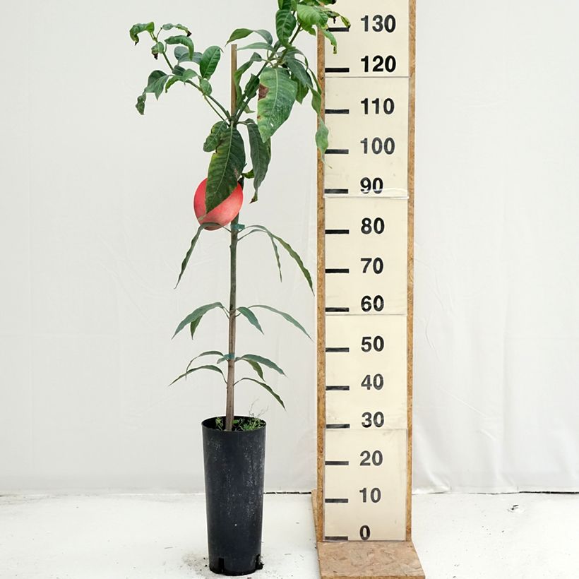 Exemplar von Mangobaum Keitt - Mangifera indica Topf mit 6L/7L wie im Sommer geliefert