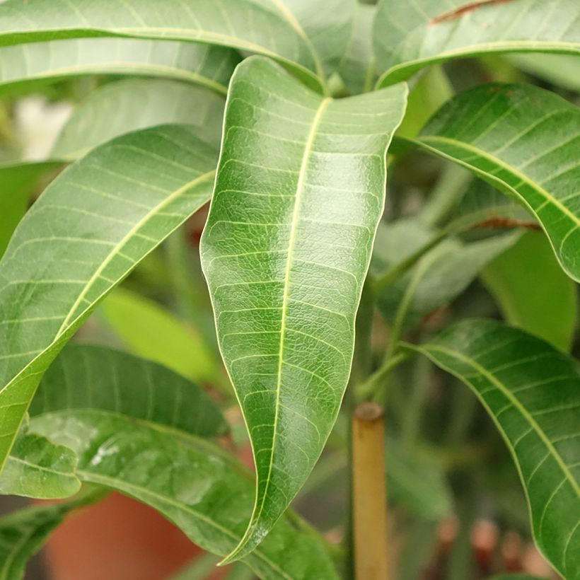 Mangobaum Kent - Mangifera indica (Laub)