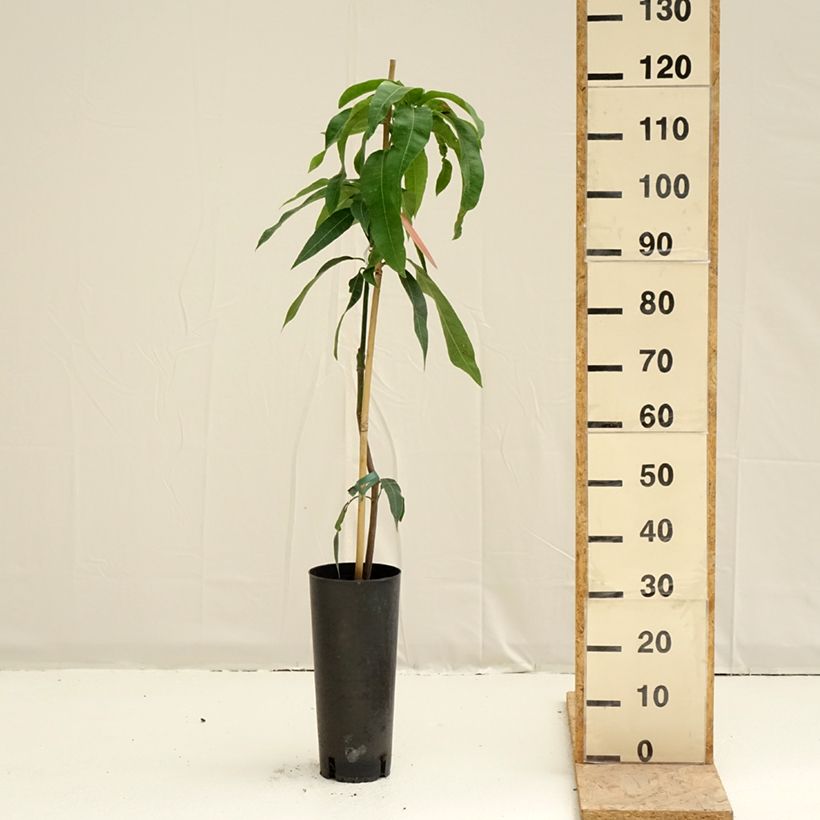 Exemplar von Mangobaum Kent - Mangifera indica Topf mit 6L/7L wie im Frühjahr geliefert