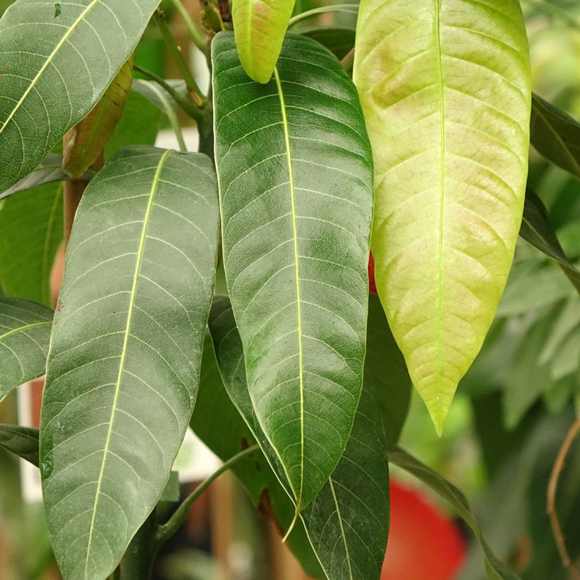 Mangobaum Osteen - Mangifera indica (Laub)