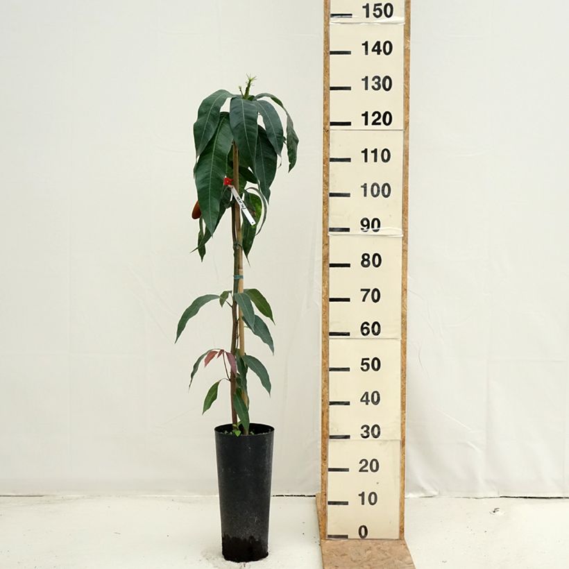 Exemplar von Mangobaum Palmer - Mangifera indica Topf mit 6L/7L wie im Sommer geliefert