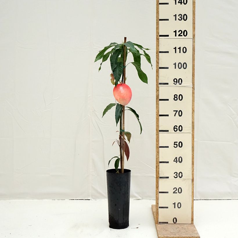 Exemplar von Mangobaum Palmer - Mangifera indica Topf mit 6L/7L wie im Frühjahr geliefert