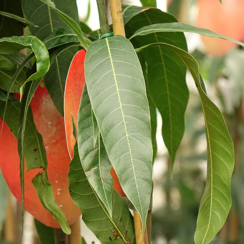 Mangobaum Tommy Atkins - Mangifera indica (Laub)