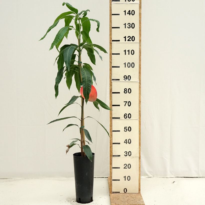 Exemplar von Mangobaum Tommy Atkins - Mangifera indica Topf mit 6L/7L wie im Sommer geliefert