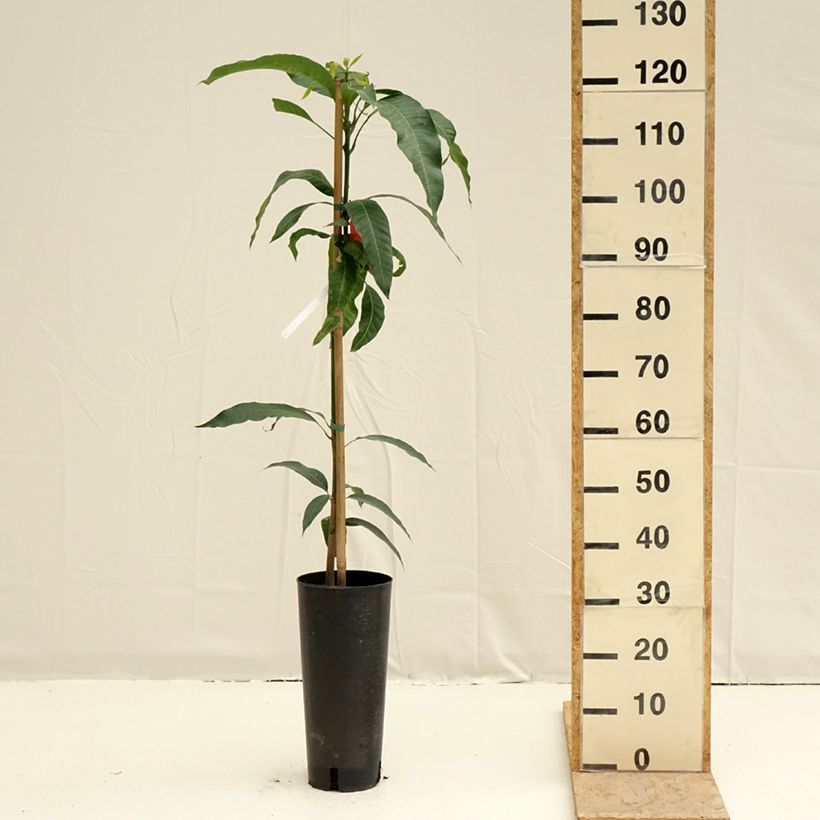 Exemplar von Mangobaum Tommy Atkins - Mangifera indica Topf mit 6L/7L wie im Frühjahr geliefert
