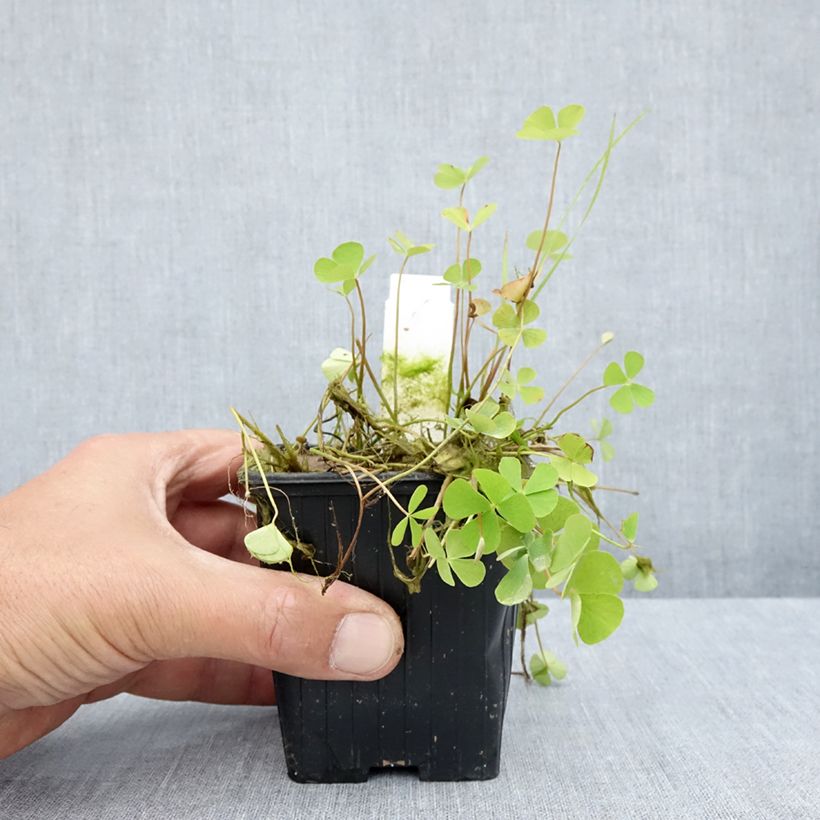 Exemplar von Marsilea quadrifolia - Kleefarn Kleine Töpfe von 8/9 cm wie im Sommer geliefert
