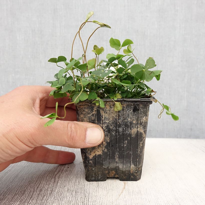 Exemplar von Marsilea quadrifolia - Kleefarn Kleine Töpfe von 8/9 cm wie im Frühjahr geliefert