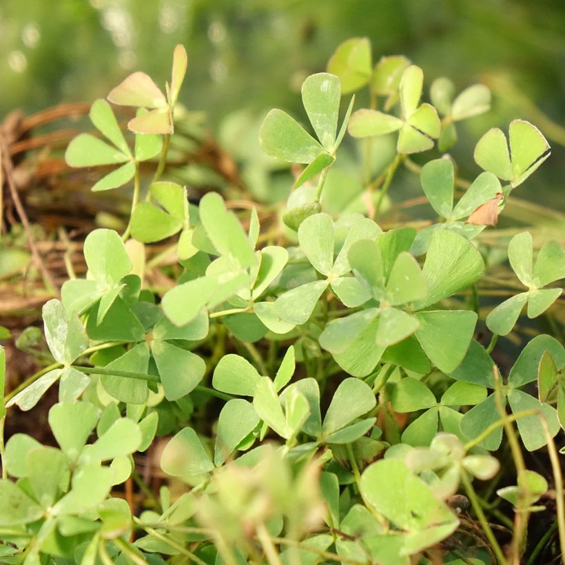 Marsilea quadrifolia - Kleefarn (Laub)