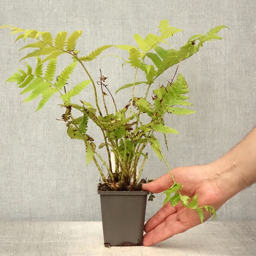 Exemplar von Asiatischer Straußenfarn - Matteuccia orientalis Kleine Töpfe von 8/9 cm wie im Sommer geliefert