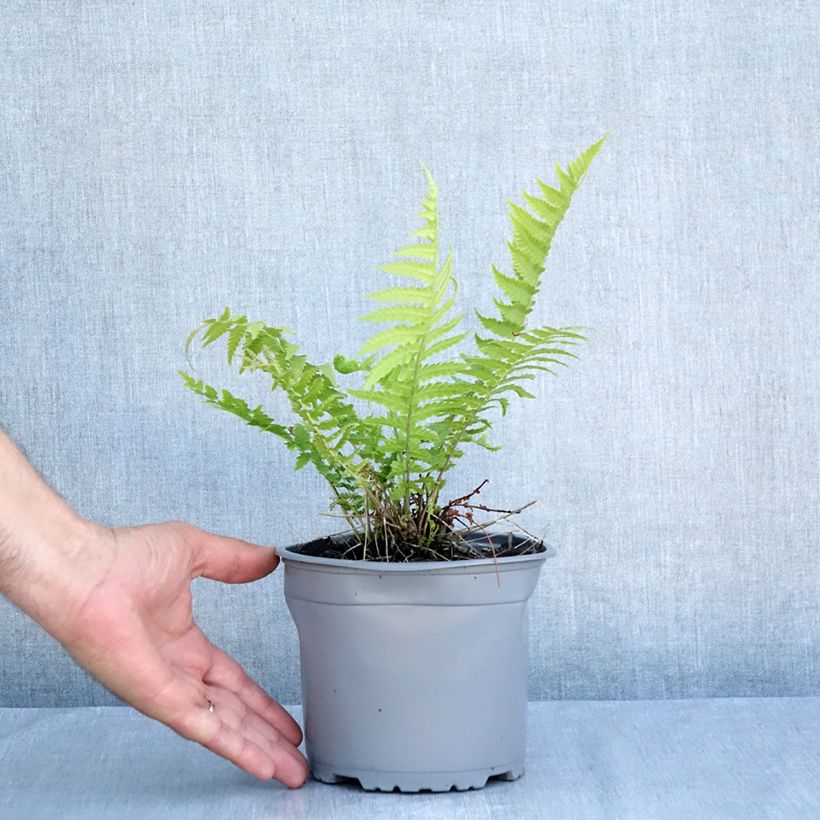Exemplar von Straußenfarn - Matteuccia struthiopteris Topf mit 2L/3L wie im Sommer geliefert