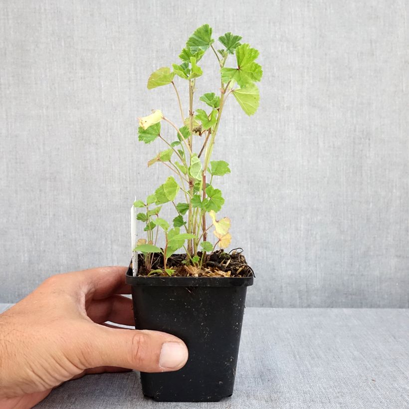 Exemplar von Wilde Malve - Malva sylvestris Kleine Töpfe von 7/8 cm wie im Sommer geliefert