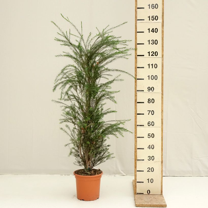 Exemplar von Melaleuca alternifolia - Australischer Teebaum Topf mit 7,5L/10L wie im Frühjahr geliefert