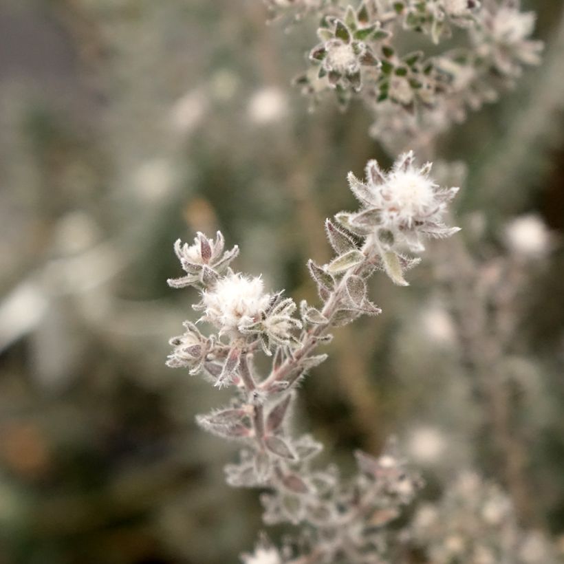 Melaleuca squamea - Myrtenheide (Blüte)