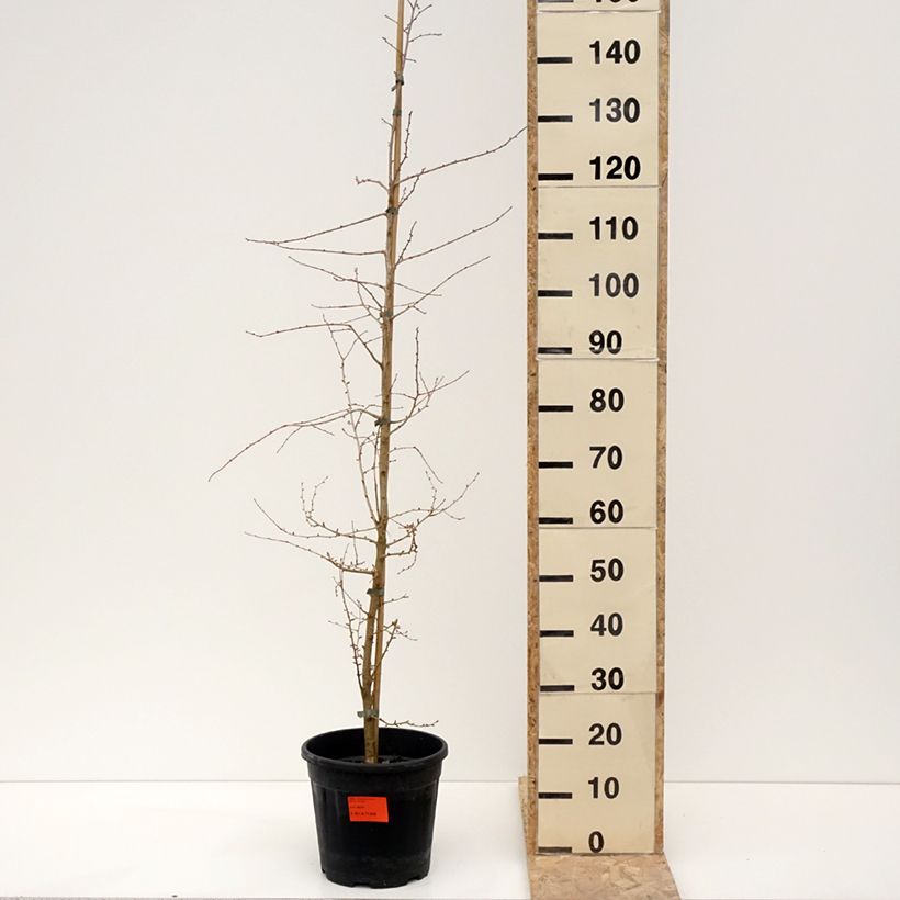 Exemplar von Pseudolarix amabilis - Goldlärche Topf mit 7,5L/10LGelieferte Höhe ca. 40/60cm wie im Winter geliefert
