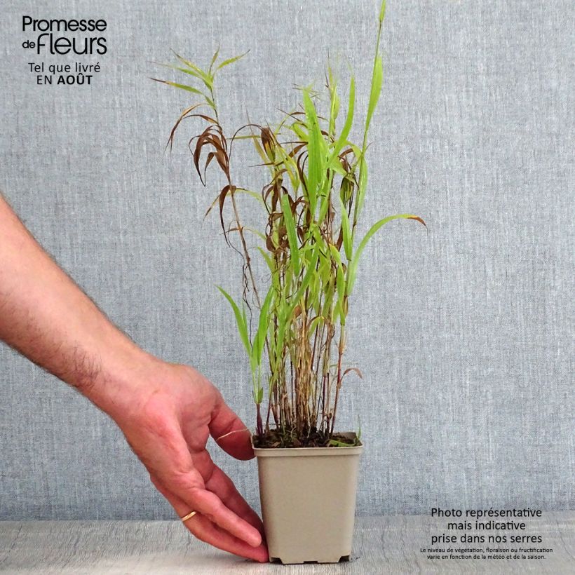 Exemplar von Melica altissima Atropurpurea - Hohes Perlgras Kleine Töpfe von 8/9 cm wie im Sommer geliefert