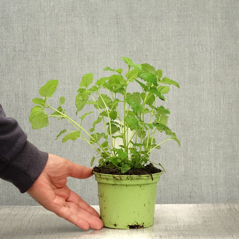 Exemplar von Melisse - Melissa officinalis Pflanzen Bio Topf mit 1,5L/2L wie im Sommer geliefert