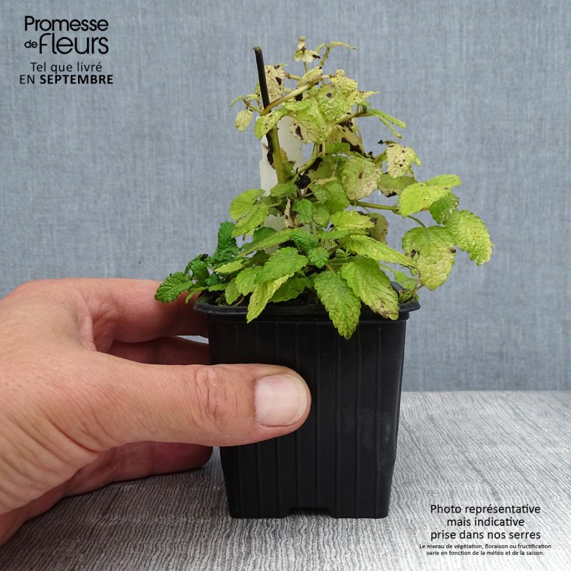 Exemplar von Melisse Aurea - Melissa officinalis Kleine Töpfe von 8/9 cm wie im Sommer geliefert