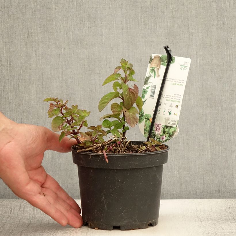 Exemplar von Wasser-Minze - Mentha aquatica Topf mit 1,5L/2L wie im Sommer geliefert