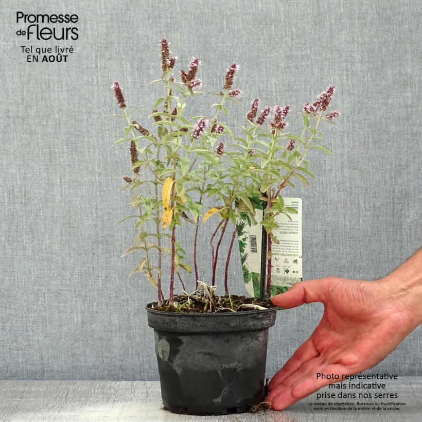 Exemplar von Asiatische Minze Var Asiatica - Mentha asiatica Topf mit 1,5L/2L wie im Sommer geliefert