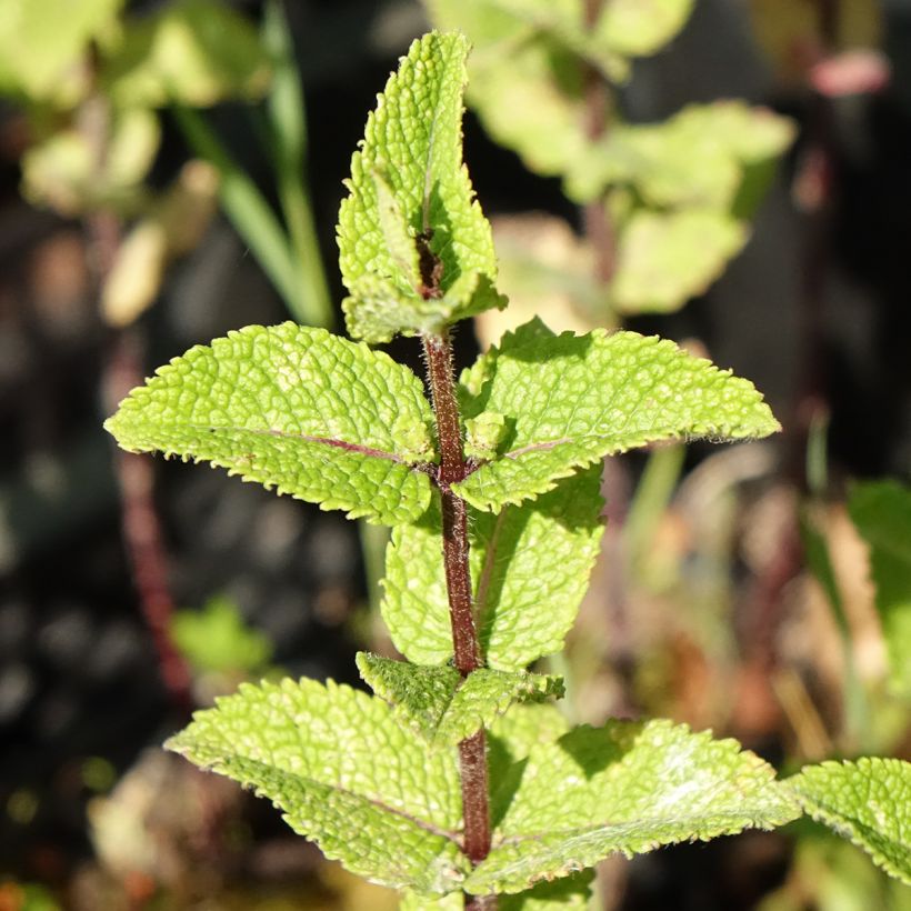 Chinesische Minze - Mentha haplocalyx (Laub)