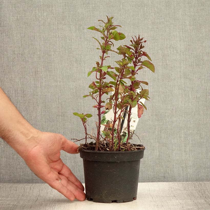 Exemplar von Pfefferminze schocominze - Mentha piperita Topf mit 1,5L/2L wie im Sommer geliefert