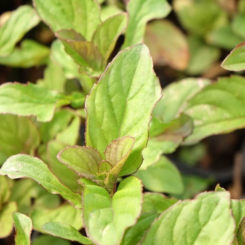 Zitronen-Minze - Mentha citrata (Laub)