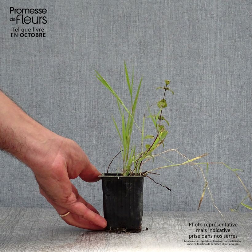 Exemplar von Pfefferminze Ginger Bio - Mentha piperita Kleine Töpfe von 7/8 cm wie im Herbst geliefert