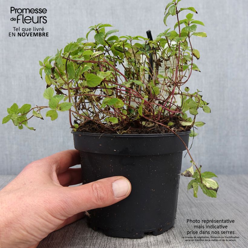 Exemplar von Pfefferminze Ginger - Mentha piperita Topf mit 1,5L/2L wie im Herbst geliefert