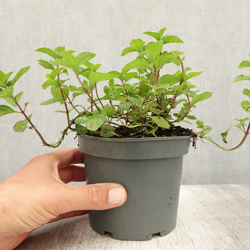 Exemplar von Pfefferminze Ginger - Mentha piperita Topf mit 1,5L/2L wie im Sommer geliefert