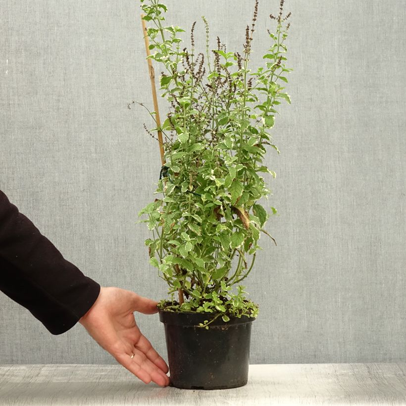 Exemplar von Rundblättrige Minze Variegata - Mentha suaveolens Topf mit 2L/3L wie im Herbst geliefert