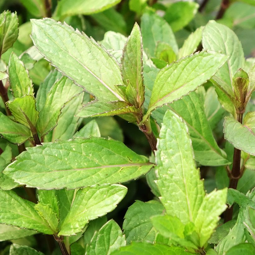 Pfefferminze Bio - Mentha piperita (Laub)