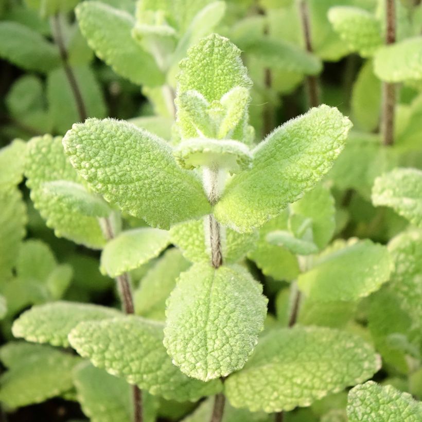Rundblättrige Minze Applefruit - Mentha suaveolens (Laub)