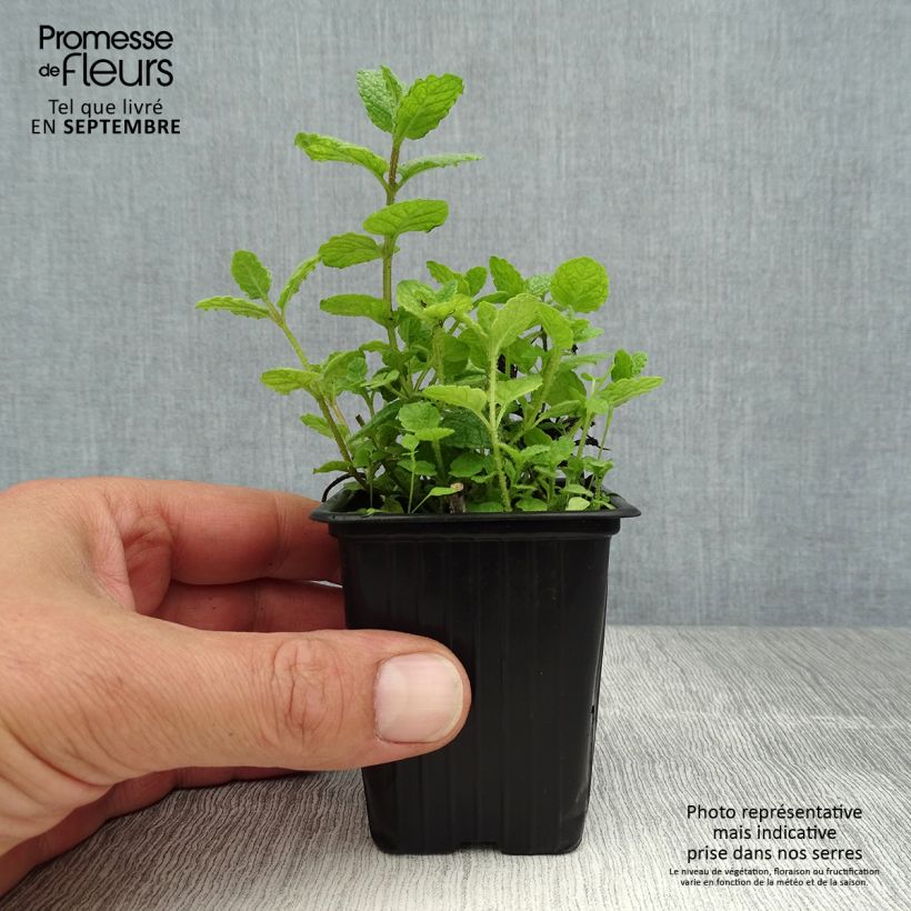 Exemplar von Rundblättrige Minze - Mentha suaveolens Kleine Töpfe von 8/9 cm wie im Sommer geliefert