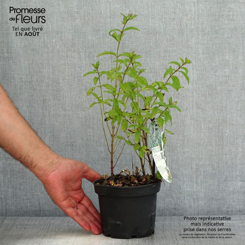 Exemplar von Pfefferminze Swiss - Mentha piperita Topf mit 1,5L/2L wie im Sommer geliefert