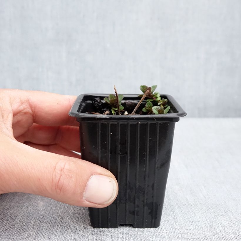Exemplar von Rote Minze rubra - Mentha smithiana Kleine Töpfe von 8/9 cm wie im Frühjahr geliefert