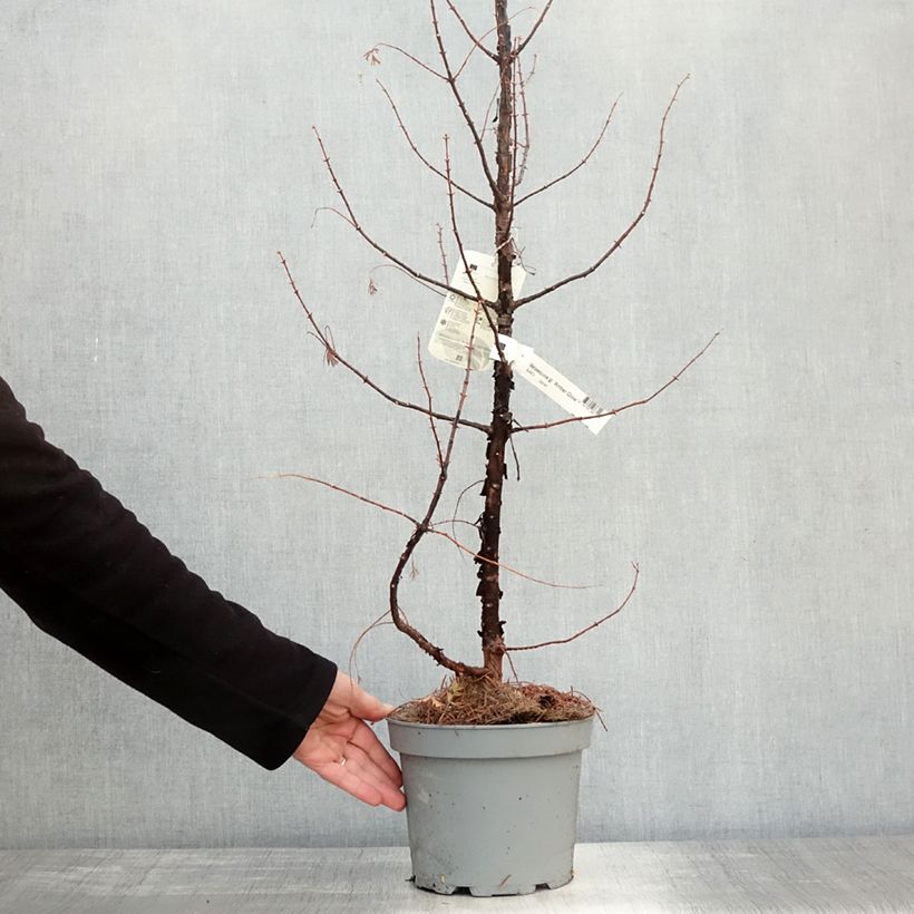 Exemplar von Metasequoia glyptostroboides Amber Glow  - Urweltmammutbaum Topf mit 4L/5L wie im Herbst geliefert