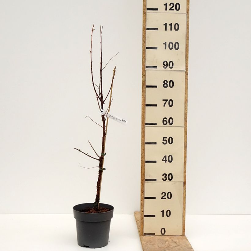 Exemplar von Metasequoia glyptostroboides Amber Glow  - Urweltmammutbaum Topf mit 4L/5LGelieferte Höhe ca. 60/80cm wie im Frühjahr geliefert