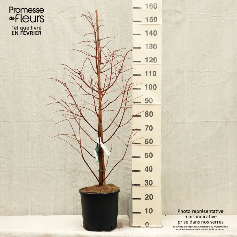 Exemplar von Metasequoia glyptostroboides Chubby - Urweltmammutbaum Topf mit 12L/15L wie im Winter geliefert