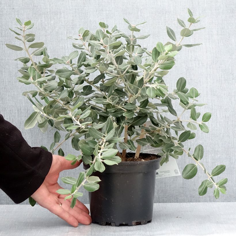Exemplar von Metrosideros excelsa Aurea - Neuseeländischer Eisenholzbaum Topf mit 2L/3L wie im Winter geliefert