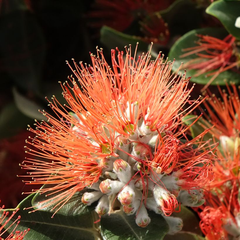 Metrosideros x thomasii - Eisenholzbaum (Blüte)