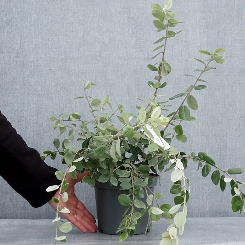 Exemplar von Metrosideros x thomasii - Eisenholzbaum Topf mit 3L/4L wie im Winter geliefert