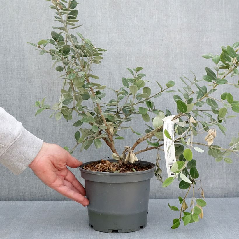 Exemplar von Metrosideros x thomasii - Eisenholzbaum Topf mit 3L/4LGelieferte Höhe ca. 20/30cm wie im Frühjahr geliefert