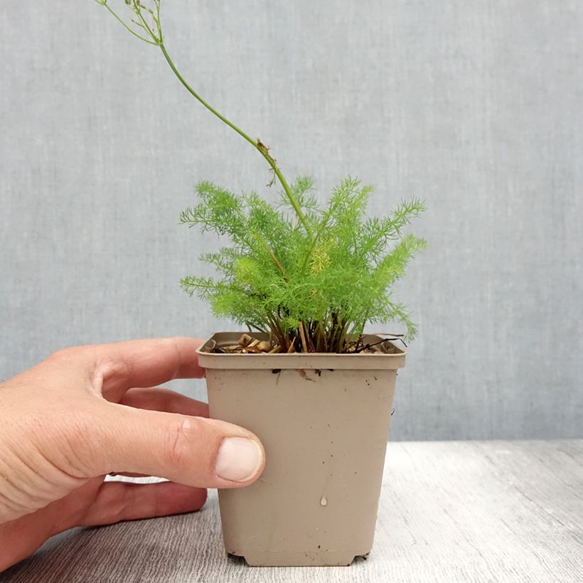 Exemplar von Bärwurz - Meum athamanticum Kleine Töpfe von 8/9 cm wie im Sommer geliefert