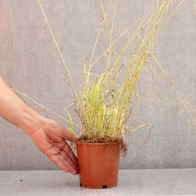 Exemplar von Milium effusum Aureum - Flattergras Topf mit 1L/1,5L wie im Sommer geliefert