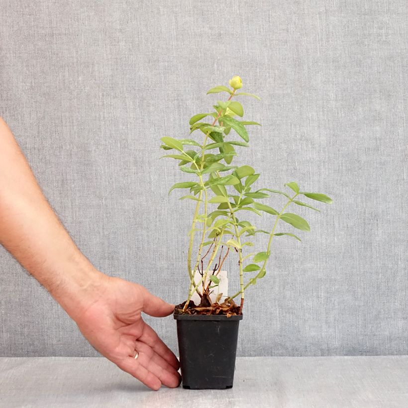 Exemplar von Hypericum calycinum - Kelchiges Johanniskraut Kleine Töpfe von 7/8 cm wie im Sommer geliefert